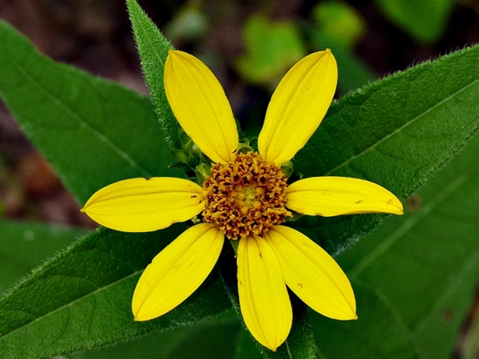 {Helianthus hirsutus}